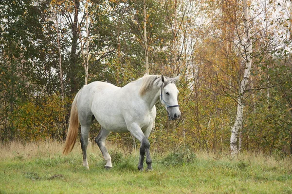 Bílý Arabský kůň klusal v lese — Stock fotografie