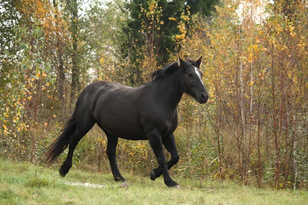 在牧场上小跑的黑色匹佩尔什 — 图库照片