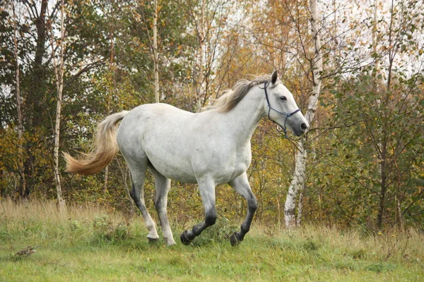 White horse galloping free in autumn — Stock Photo, Image