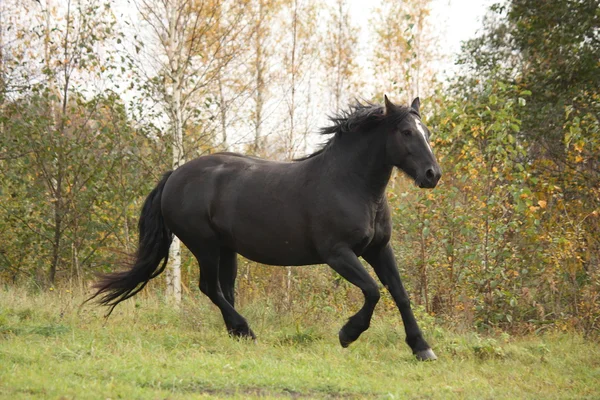 Poderoso percheron galopante no outono — Fotografia de Stock