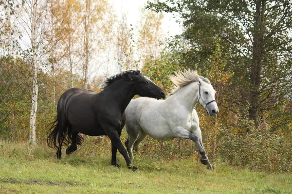 Black and white horse galloping