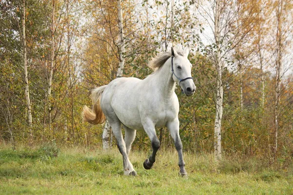 自由驰骋在秋天的白马 — 图库照片