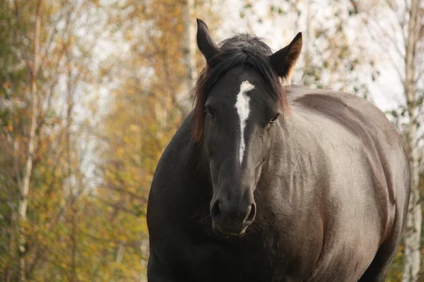 Portrét černé percheron na podzim — Stock fotografie