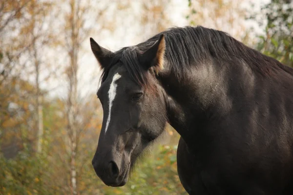 Porträt des schwarzen Percheron im Herbst — Stockfoto