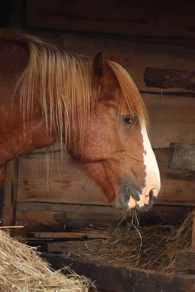 Palomino horse eating yellow hay — Stock Photo, Image