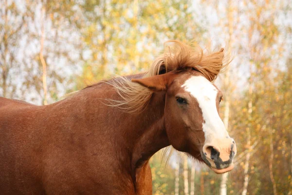 Palomino percheron retrato no outono — Fotografia de Stock