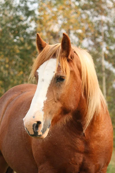 Palomino percheron portrait in autumn — Stock Photo, Image