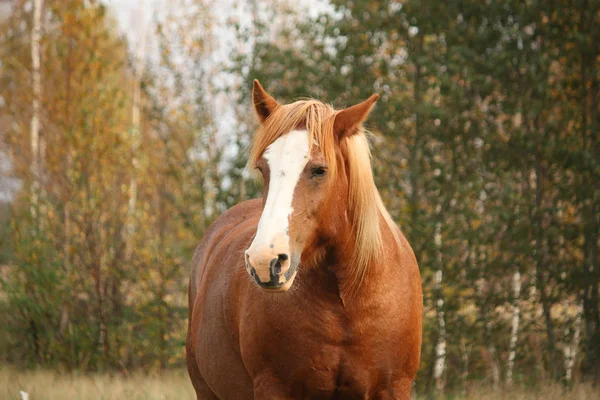 Palomino Percheron Porträt im Herbst — Stockfoto