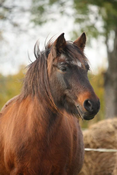 Niedliches Pony, das neben dem Heu steht — Stockfoto