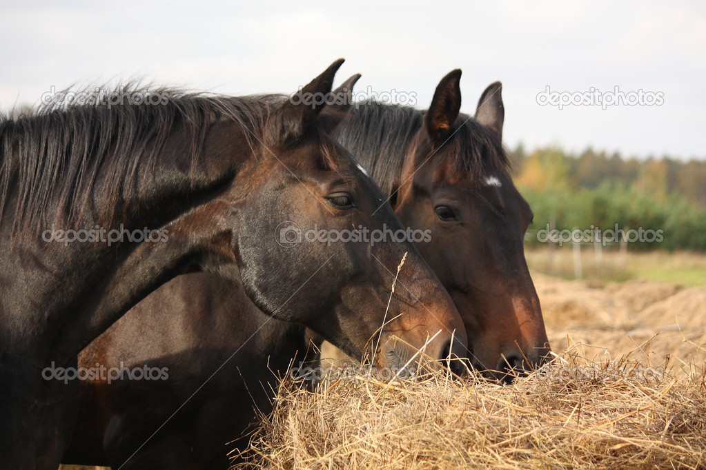 Brown horses eating yellow hay