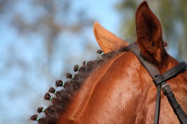 Chestnut horse mane close up clipart