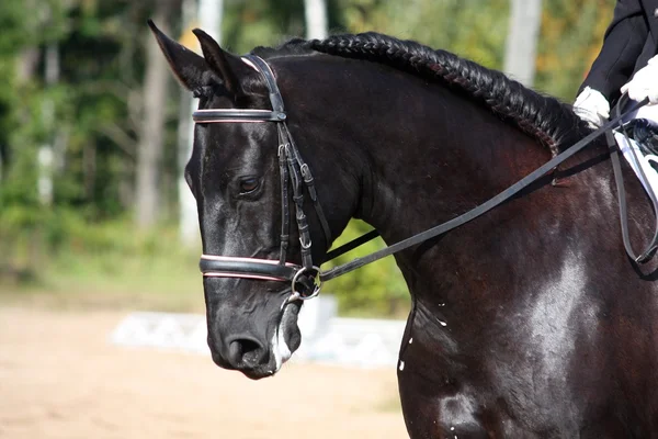 Μαύρο άλογο πορτρέτο κατά τη διάρκεια του ανταγωνισμού Ιππικής Δεξιοτεχνίας — Φωτογραφία Αρχείου