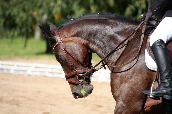 Svart häst porträtt under dressyr tävling — Stockfoto