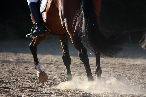 Close up van paard benen uitgevoerd — Stockfoto