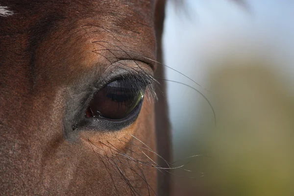 Olho de cavalo marrom perto — Fotografia de Stock