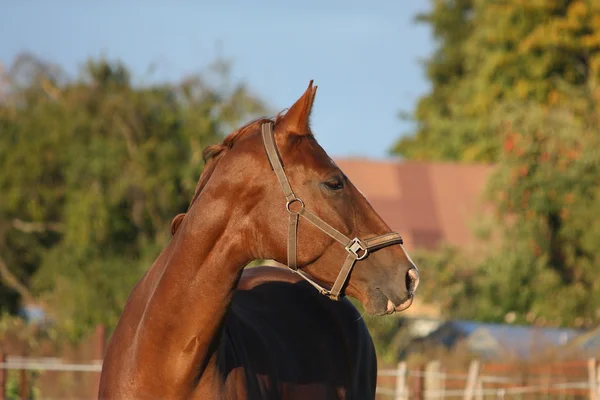 Brązowy koń piękny portret w lecie — Zdjęcie stockowe