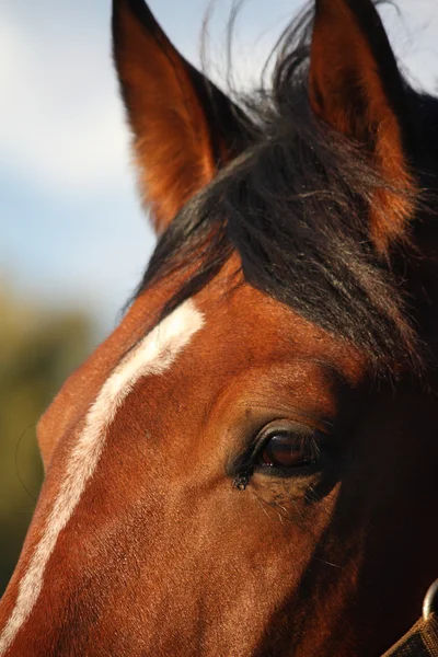 Olho de cavalo marrom perto — Fotografia de Stock