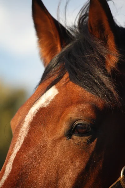 茶色の馬の目を閉じて — ストック写真