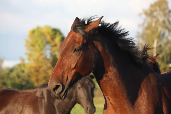 Bruna vackra häst porträtt i sommar — Stockfoto