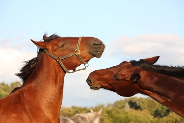 Twee paarden spelen met elkaar — Stockfoto