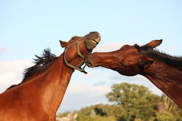 Two horses playing with each other — Stock Photo, Image