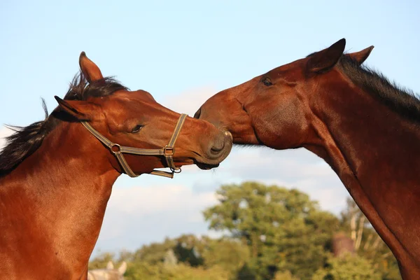 Две лошади играют друг с другом — стоковое фото