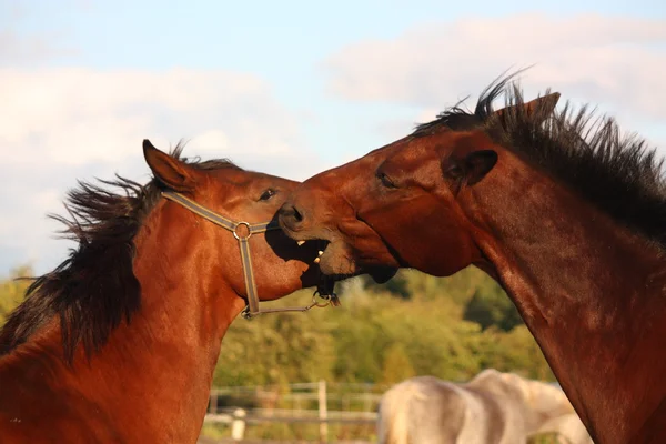 Dois cavalos brincando um com o outro — Fotografia de Stock