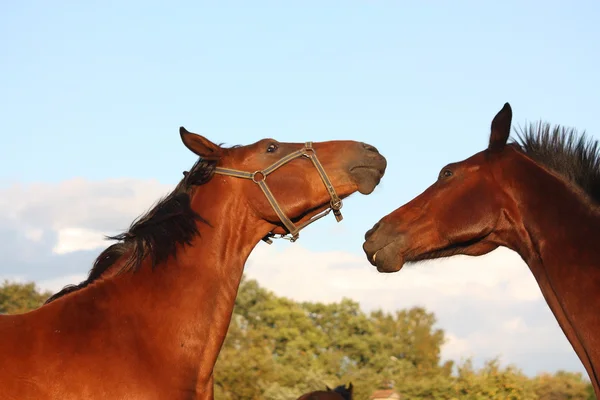दोन घोडे एकमेकांशी खेळत — स्टॉक फोटो, इमेज