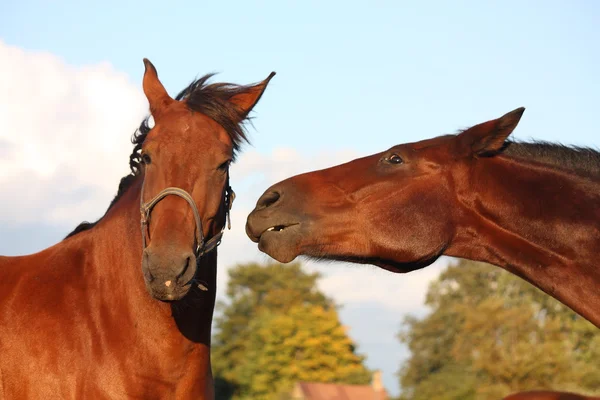 2 頭の馬に互いに遊んで — ストック写真