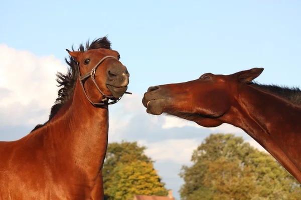 Two horses playing with each other — Stock Photo, Image