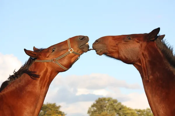 2 頭の馬に互いに遊んで — ストック写真
