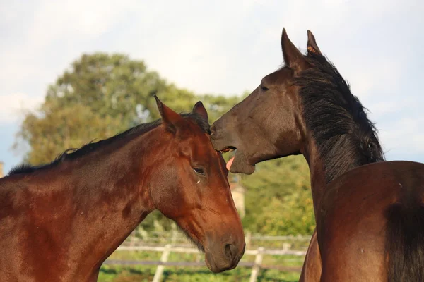 2 頭の馬に互いに遊んで — ストック写真