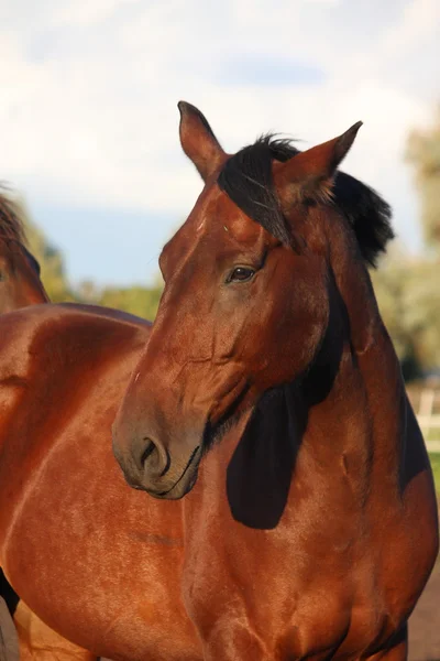 夏に茶色の美しい馬の肖像画 — ストック写真