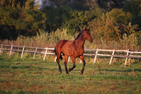 Brązowy koń darmo galopujący na polu — Zdjęcie stockowe