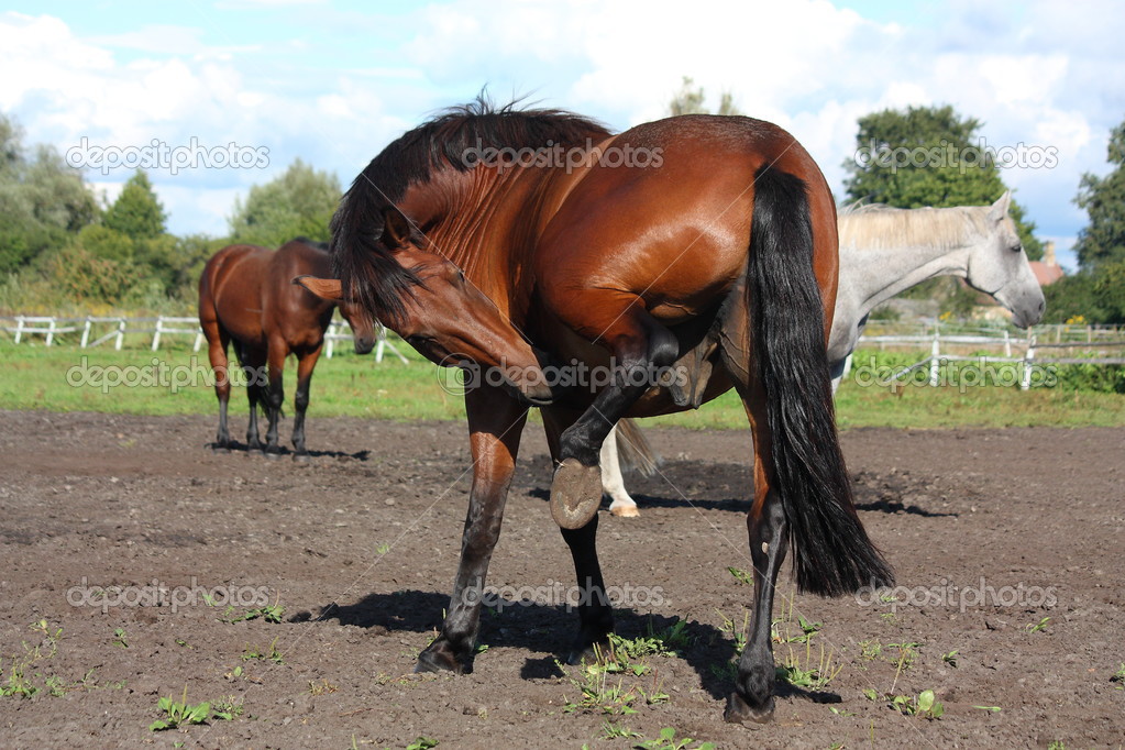 Beautiful brown horse scratching itself