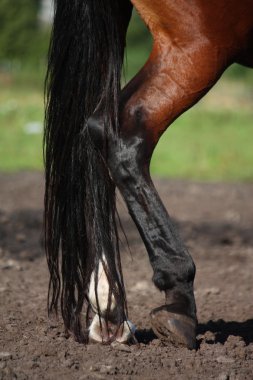 Close up of horse legs clipart