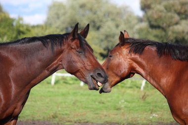iki at birbirleri ile oynama