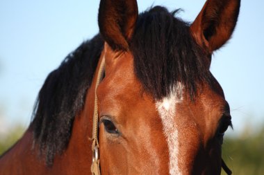 Kahverengi at kafası. Yaklaş.