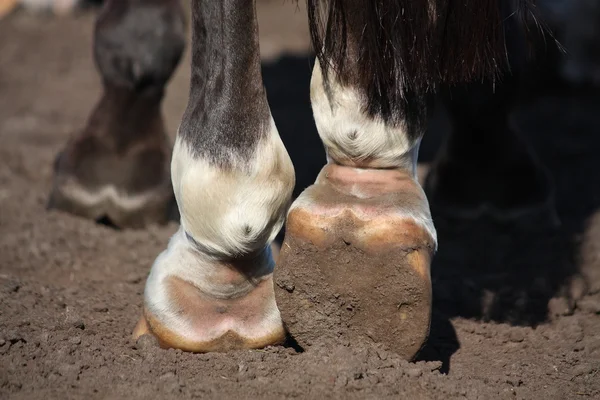 Fechar as pernas de cavalo — Fotografia de Stock