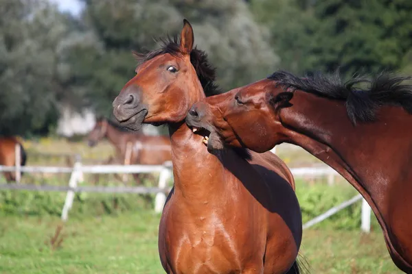 Две лошади играют друг с другом — стоковое фото