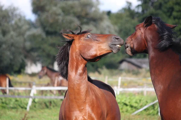 Dos caballos jugando entre sí — Foto de Stock