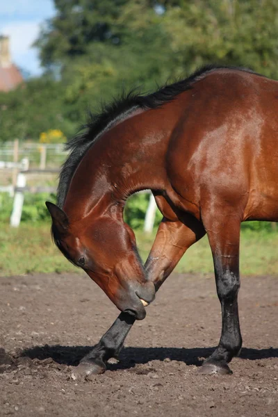 Schönes braunes Pferd kratzt sich selbst — Stockfoto