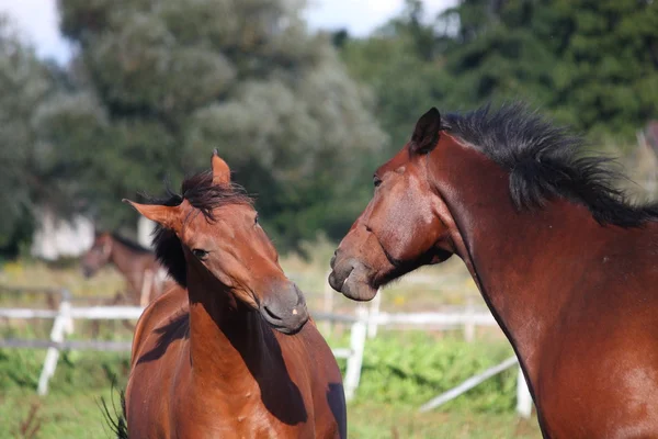 Deux chevaux jouant ensemble — Photo