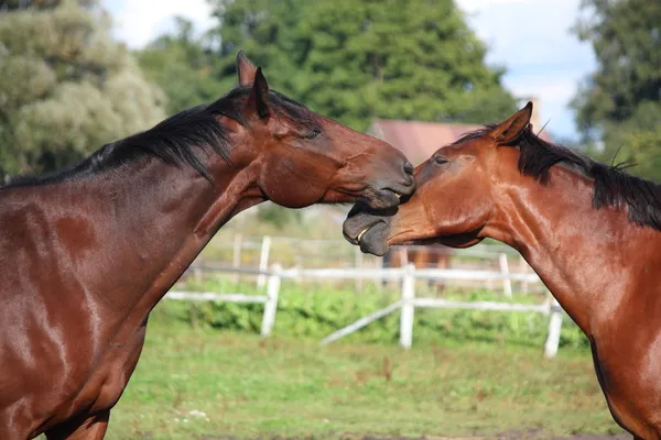 Два коні грають один з одним — стокове фото