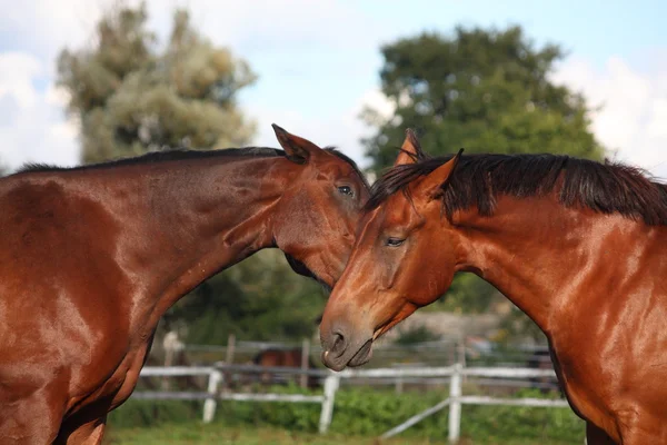 2 頭の馬に互いに遊んで — ストック写真