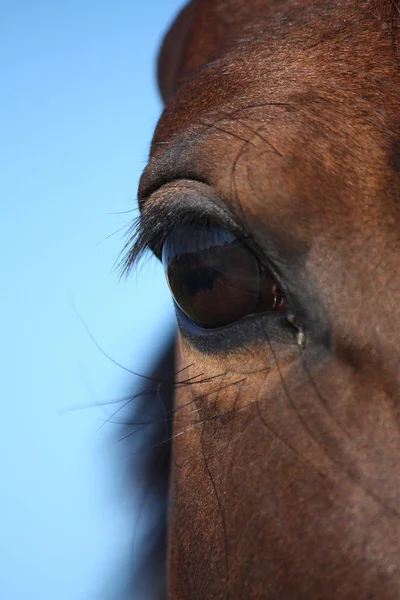 Ojo de caballo marrón de cerca — Foto de Stock