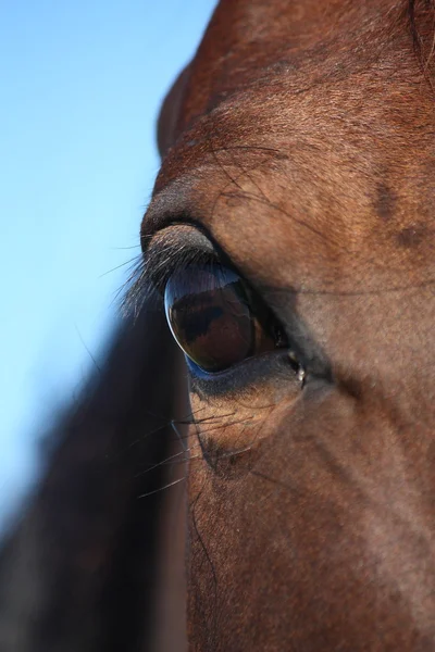 Καστανό μάτι αλόγου από κοντά — Φωτογραφία Αρχείου