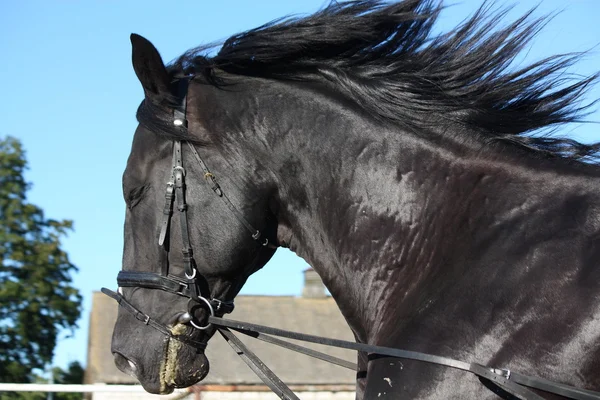 Mooie zwarte paard portret met hoofdstel — Stockfoto