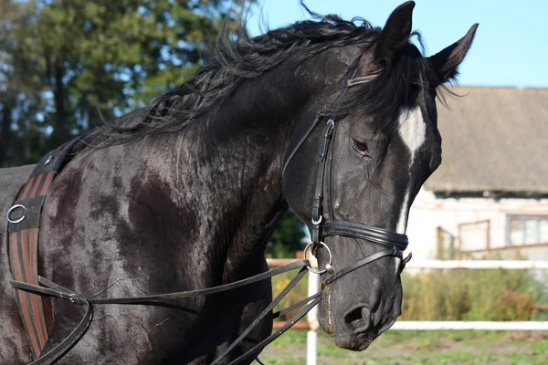 Beautiful black horse portrait with bridle — Stock Photo, Image