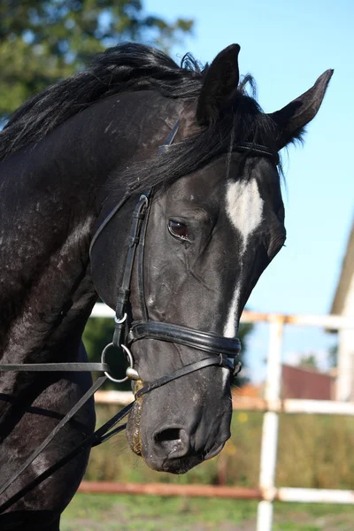 Beautiful black horse portrait with bridle — Stock Photo, Image